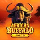 African Buffalo 5000
